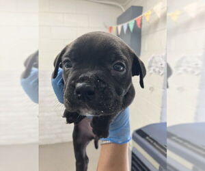 American Pit Bull Terrier Dogs for adoption in San Bernardino, CA, USA