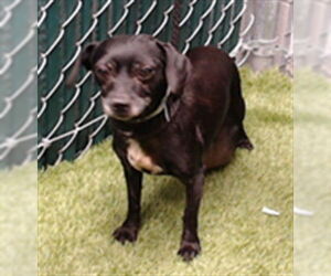 Chihuahua Dogs for adoption in Downey, CA, USA