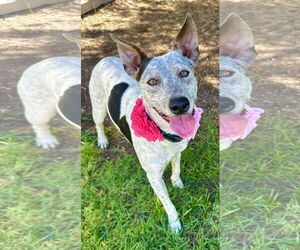 Mutt Dogs for adoption in Phoenix, AZ, USA