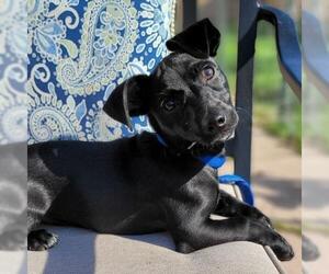 Dachshund-Unknown Mix Dogs for adoption in Marrero, LA, USA