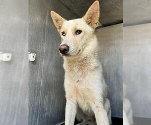 German Shepherd Dog-Huskies  Mix Dogs for adoption in San Antonio, TX, USA