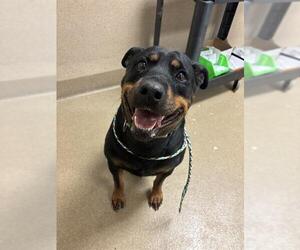 Rottweiler-Unknown Mix Dogs for adoption in Sacramento, CA, USA