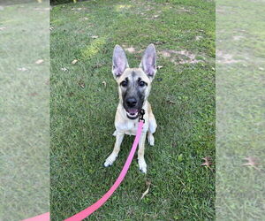 German Shepherd Dog-Unknown Mix Dogs for adoption in Imlay City, MI, USA