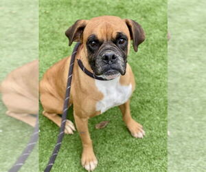 Medium Photo #2 Boxer Puppy For Sale in Austin, TX, USA