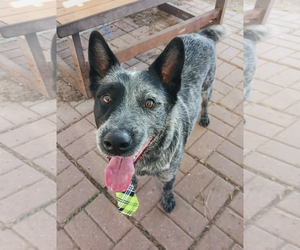 Mutt Dogs for adoption in Kankakee, IL, USA