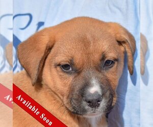 American Staffordshire Terrier-Labrador Retriever Mix Dogs for adoption in Huntley, IL, USA