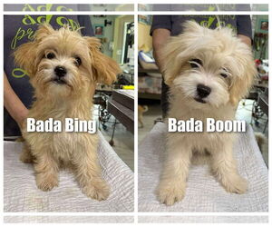 Poodle (Miniature)-Unknown Mix Dogs for adoption in Benton, LA, USA