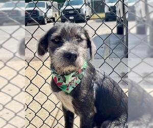 Mutt Dogs for adoption in Tulsa, OK, USA