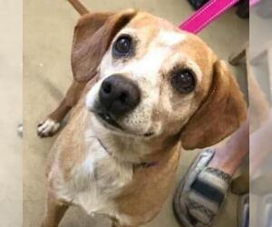 Beagle Dogs for adoption in Wadena, MN, USA