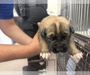 Mutt Dogs for adoption in San Bernardino, CA, USA