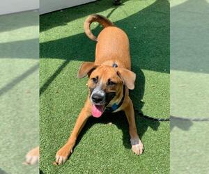 Black Mouth Cur Dogs for adoption in Fort Lauderdale, FL, USA