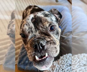 Bulldog-Unknown Mix Dogs for adoption in Milwaukie, OR, USA