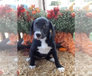 Boxador Dogs for adoption in Mechanicsburg, PA, USA