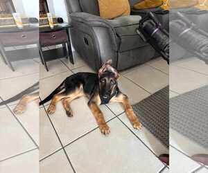 German Shepherd Dog Dogs for adoption in Fort Lauderdale, FL, USA