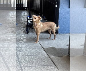 Medium Photo #3 Chihuahua Puppy For Sale in Banning, CA, USA