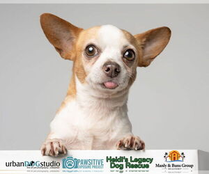 Chihuahua Dogs for adoption in Tampa, FL, USA