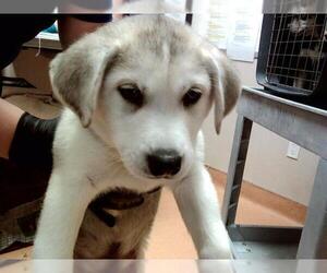 German Shepherd Dog-Siberian Husky Mix Dogs for adoption in Martinez, CA, USA