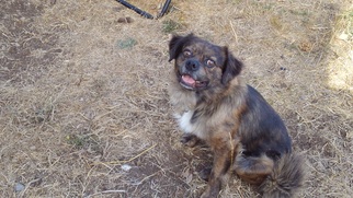 Pekehund Dogs for adoption in McKenna, WA, USA