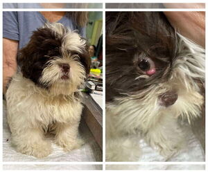 Shih Tzu Dogs for adoption in Benton, LA, USA