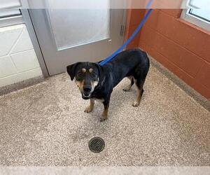 American Foxhound-Unknown Mix Dogs for adoption in Pueblo, CO, USA