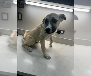 Sheprador Dogs for adoption in Baytown, TX, USA