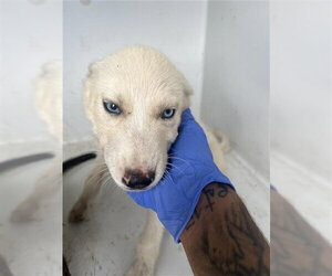 Siberian Husky Dogs for adoption in Houston, TX, USA