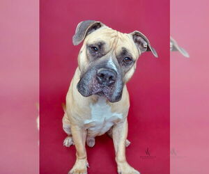 Mastiff Dogs for adoption in Forestville, MD, USA