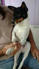 Jack-Rat Terrier Dogs for adoption in Elmsford, NY, USA
