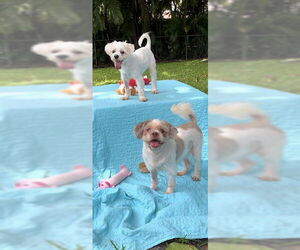 Shih Tzu Dogs for adoption in Weston, FL, USA