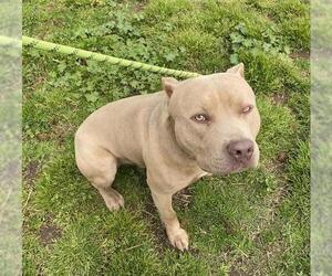 American Pit Bull Terrier Dogs for adoption in Modesto, CA, USA