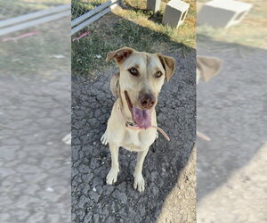Black Mouth Cur-Unknown Mix Dogs for adoption in Corpus Christi, TX, USA