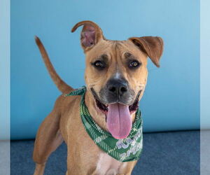 American Pit Bull Terrier-Labrador Retriever Mix Dogs for adoption in Pasadena, CA, USA