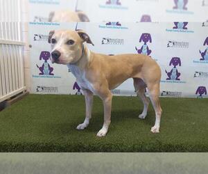 American Pit Bull Terrier-Unknown Mix Dogs for adoption in Orlando, FL, USA