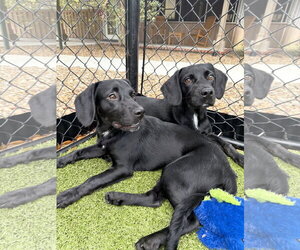 Spanador Dogs for adoption in Hilton Head, SC, USA
