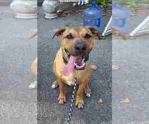 American Pit Bull Terrier-Unknown Mix Dogs for adoption in Binghamton, NY, USA