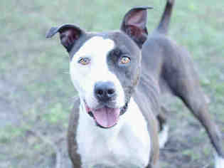 American Staffordshire Terrier-Unknown Mix Dogs for adoption in Tavares, FL, USA