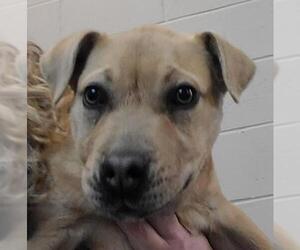 American Bulldog Dogs for adoption in Calverton, NY, USA