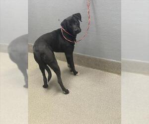 American Pit Bull Terrier-Unknown Mix Dogs for adoption in Las Vegas, NV, USA