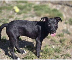 Mutt Dogs for adoption in Crandall, GA, USA