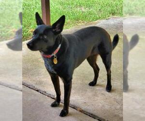 Australian Kelpie-Unknown Mix Dogs for adoption in Euless, TX, USA