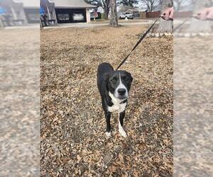 Labrador Retriever-Unknown Mix Dogs for adoption in San Antonio, TX, USA