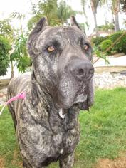 Presa Canario Dogs for adoption in Seattle, WA, USA