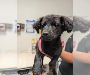 Collie Dogs for adoption in Bakersfield, CA, USA