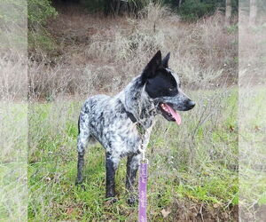 Mutt Dogs for adoption in Paso Robles, CA, USA