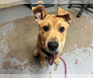 Daniff Dogs for adoption in Ocala, FL, USA