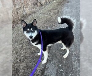 Alaskan Malamute-Huskies  Mix Dogs for adoption in Williamsburg, IA, USA