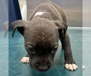 American Bulldog-Unknown Mix Dogs for adoption in Mobile, AL, USA