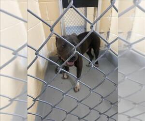 Mutt Dogs for adoption in Tulsa, OK, USA