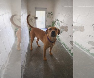 Labrador Retriever-Unknown Mix Dogs for adoption in Rustburg, VA, USA