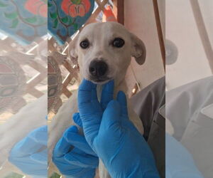 Chihuahua-Unknown Mix Dogs for adoption in Grafton, WI, USA